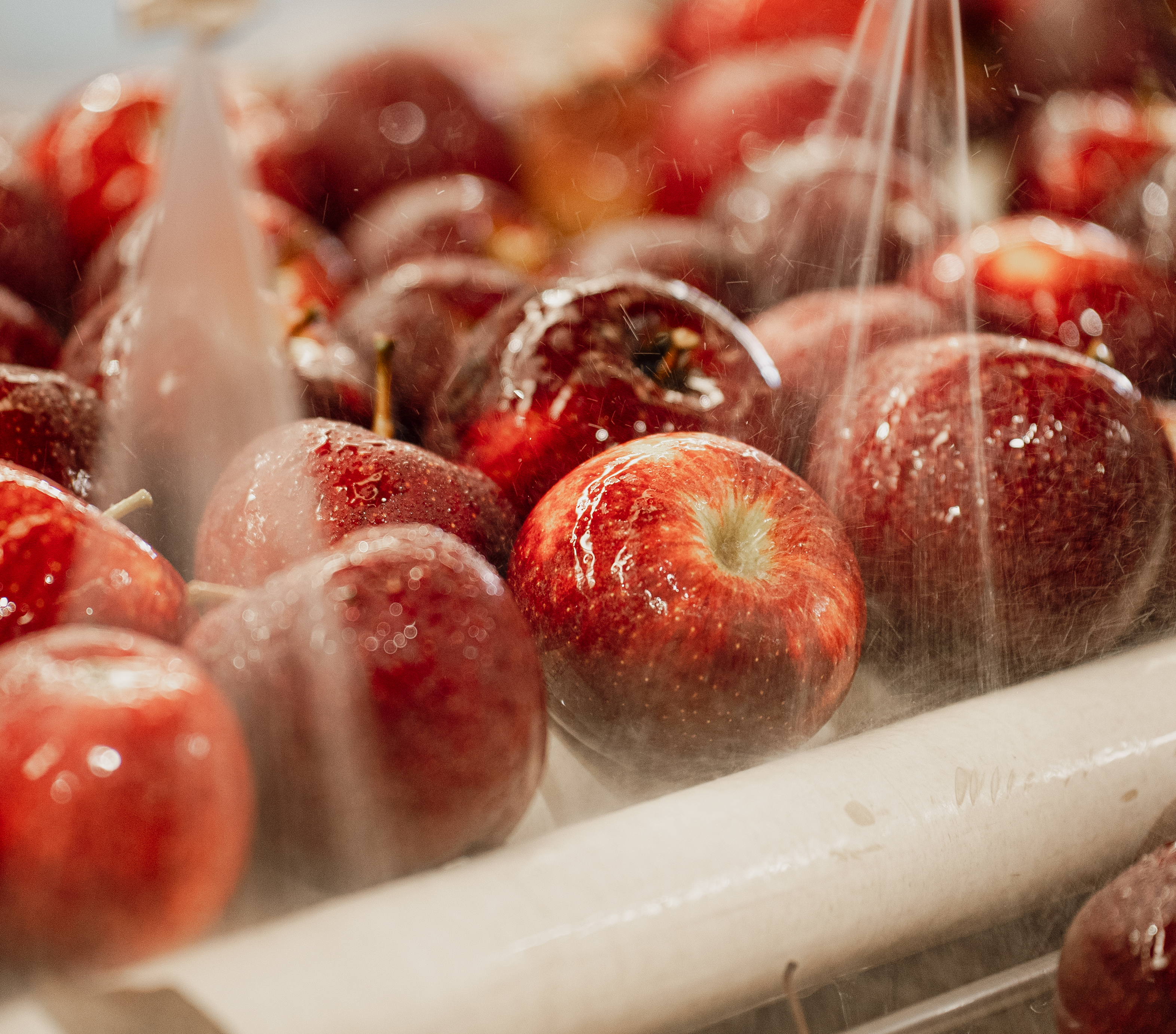 Foodland project still 6