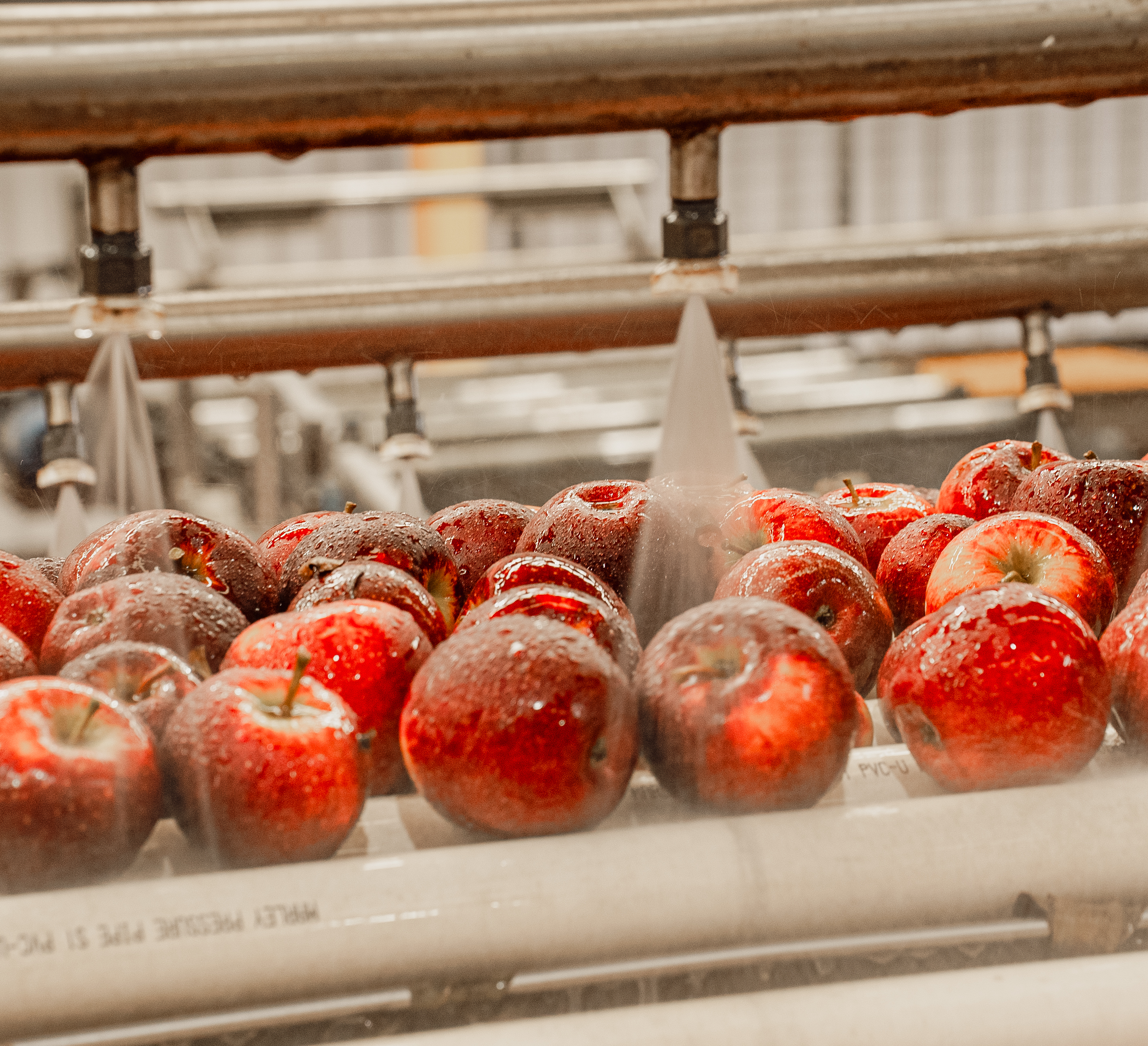 Foodland project still 3