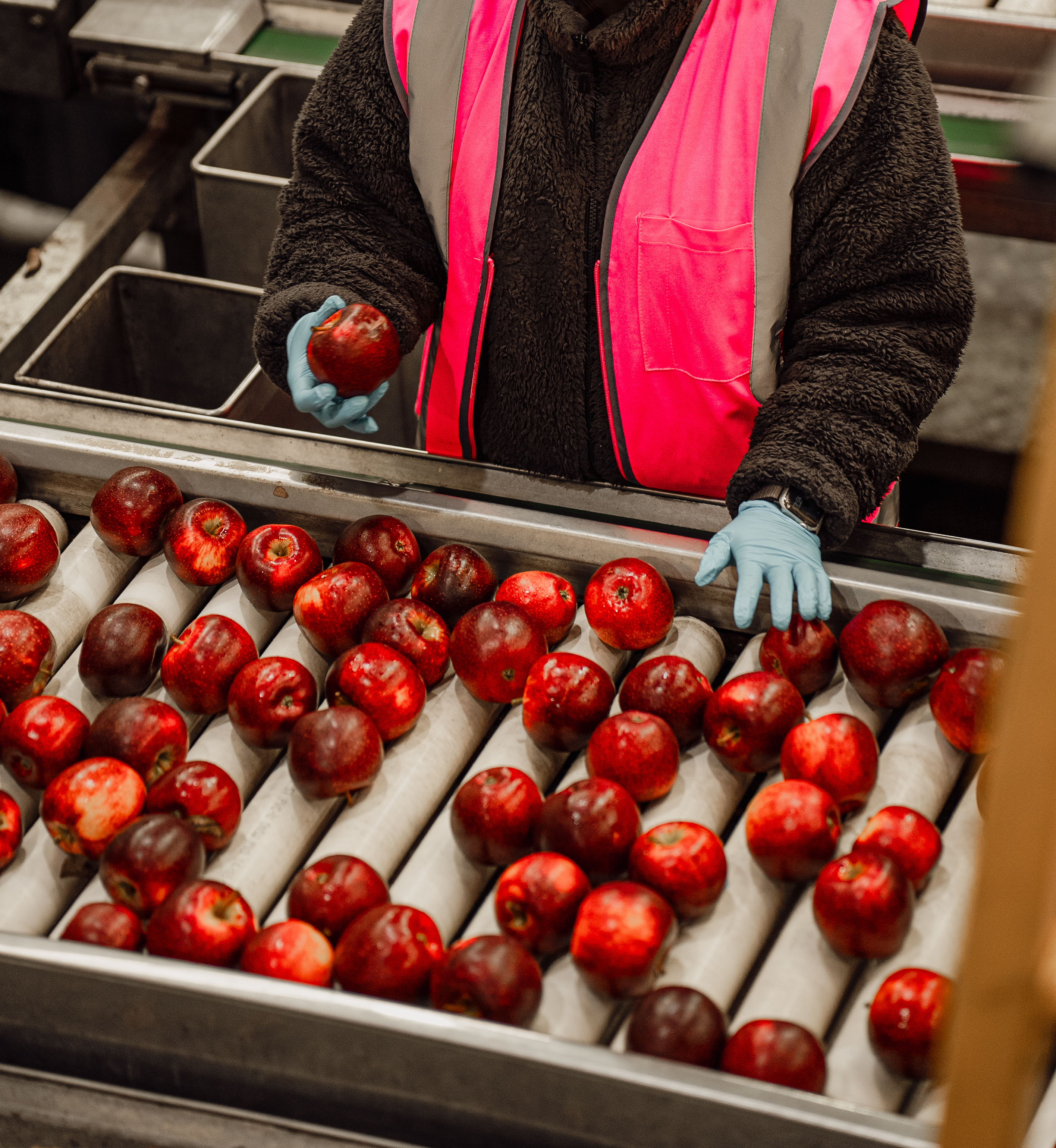 Foodland project still 4